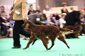 Crufts2011 916